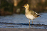 The front of the Golden European plover.