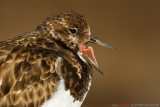 The tongue of the turnstone.