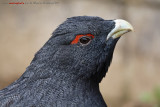 tetrao_urogallus