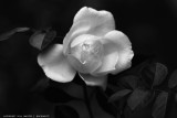 ROSE BLACK AND WHITE COPYRIGHT 2011.jpg