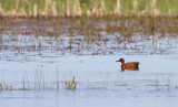 Cinnamon Teal