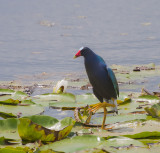 Purple Gallinule