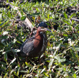 Green Heron