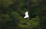 Blurred Egret