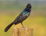 Boat Tailed Grackle