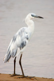 Little Blue Heron