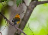 Prothonotary Warbler