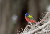 Painted Bunting