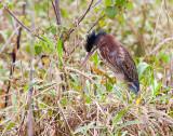 Immature Green Heron