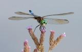 Blue Dasher