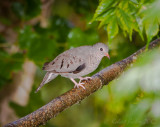 Common Ground Dove