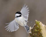 Msange  tte noire - Black -Capped Chickadee