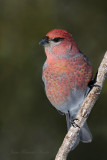 Durbec des sapins - Pine Grosbeak