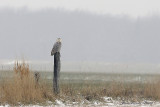 Harfang des neiges - Snowy Owl