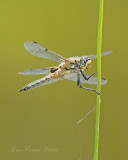 Libellula quadrimaculata 