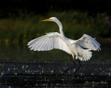 Grande aigrette - Great Egret