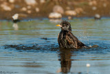 Storno (Sturnus vulgaris)