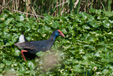 Pollo sultano (Porphyrio porphyrio)