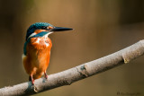 Martin pescatore (Alcedo atthis)