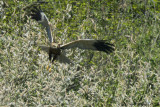 Falco di palude (Circus aeruginosus)