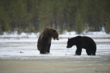 Orso bruno (Ursus arctos)