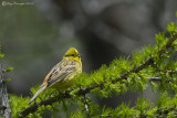 Zigolo giallo (Emberiza citrinella)