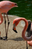 Flamingo_04.jpg