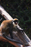 Monkeys!_09.jpg
