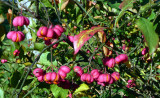 Spindle Tree ~ Euonymus