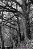 MM #22 Trees 1