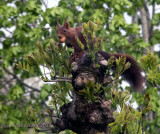 squirrel 1