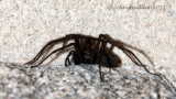Tegenaria duellica - common house spider - female and completely harmless.
