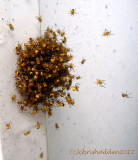 Garden Spiderlings - Araneus diadematus