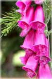 Foxglove