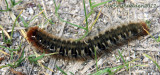 Oak Eggar caterpillar - Lasiocampa quercus