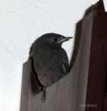 Black Redstart juvenile - Phoenicurus ochruros