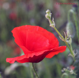 Corn Poppy - Papaver rhoeas