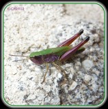 Meadow grasshopper - Chorthippus parallelus 