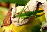 Going Green # 21 - Great Green Bush Cricket