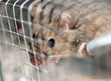 Going Green #22 - House mouse - Mus musculus