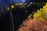 Lines of Trees, Masungguo 樹