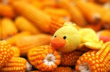 Maize Lover 愛玉米