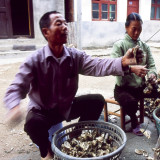 Stringing Up Oysters Į