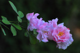 Old Westbury Gardens
