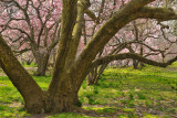 New York Botanical Garden