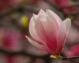New York Botanical Garden