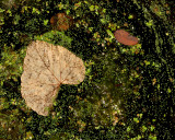 Floating Leaf