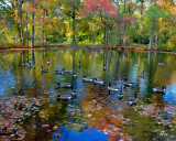 Grounds of NCMA