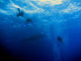 Divers heading to the boat