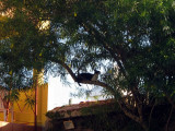 Sammy the cat relaxing in a tree above the pool